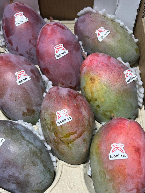 Spain Lapalma Mango Osteen XL (per pc)
