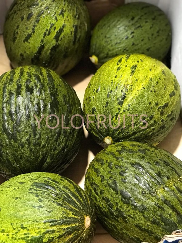 Australia Sapo Melon Jumbo Fresh Fruits & Vegetables
