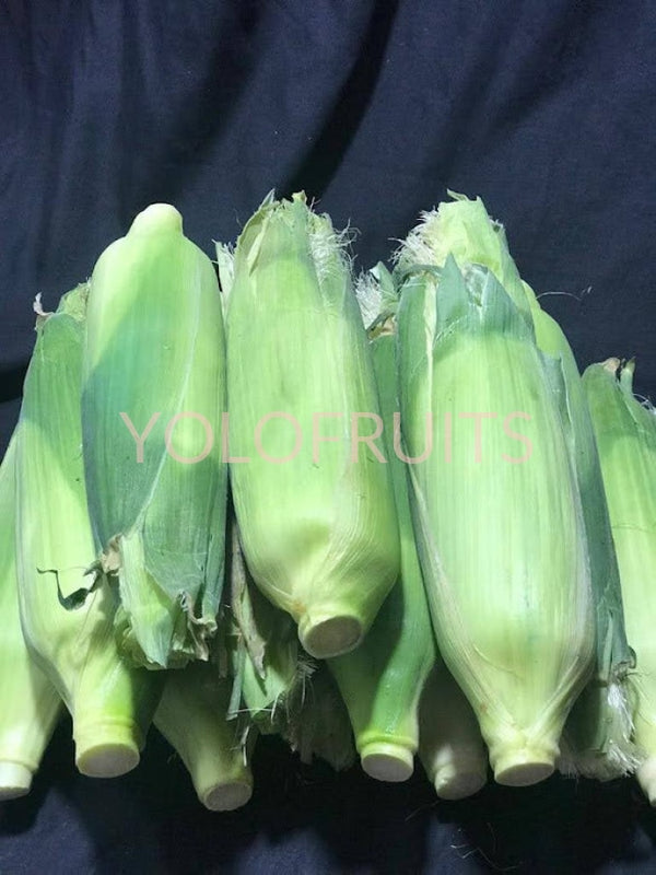Cameron Highlands Jumbo White Corn (Set Of 2) Fresh Fruits & Vegetables