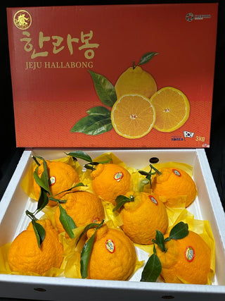 CNY23 Oranges - Korea Jeju Jesmerize Hallabong Oranges Gift Box 3kg 凸头蜜柑