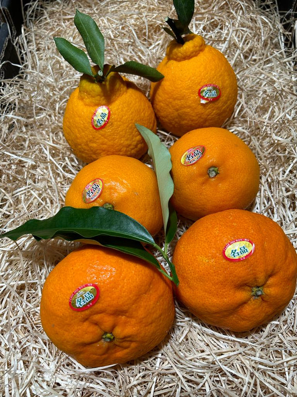 CNY23 Oranges - Korea Jeju Oranges 1 set each of Hallabong, Cheonhyehyang, Redhyang