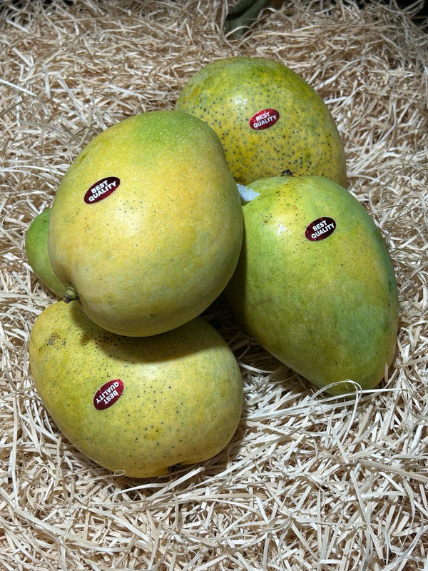 India Banganapalli Mango(set of two)