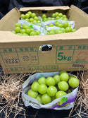 Japan Shine Muscat Grapes (per bunch ~500g - 550g)