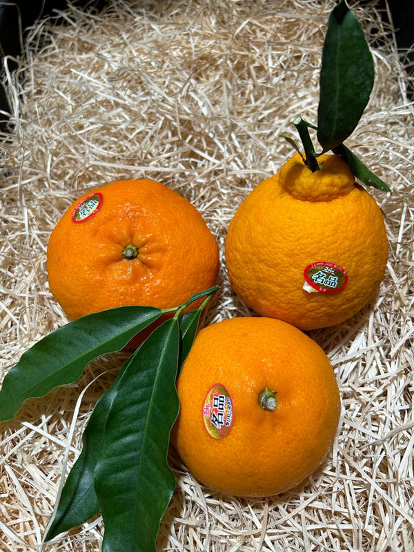 CNY23 Oranges - Korea Jeju Oranges Set of 3 (Hallabong, Cheonhyehyang, Redhyang)