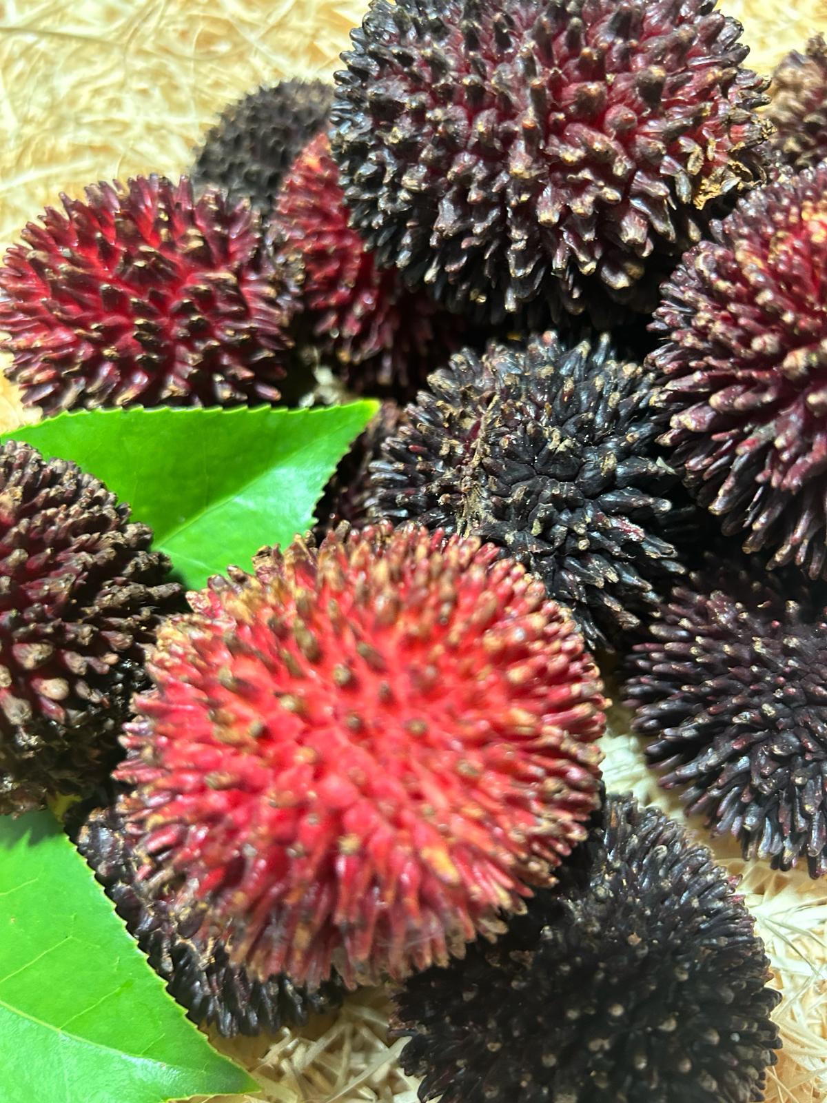 Pulasans (~1kg) | YOLOFRUITS