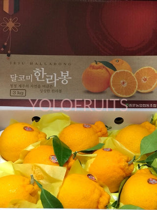 Cny23 Oranges - Korea Jeju Premium Gift Box 3Kg Hallabong