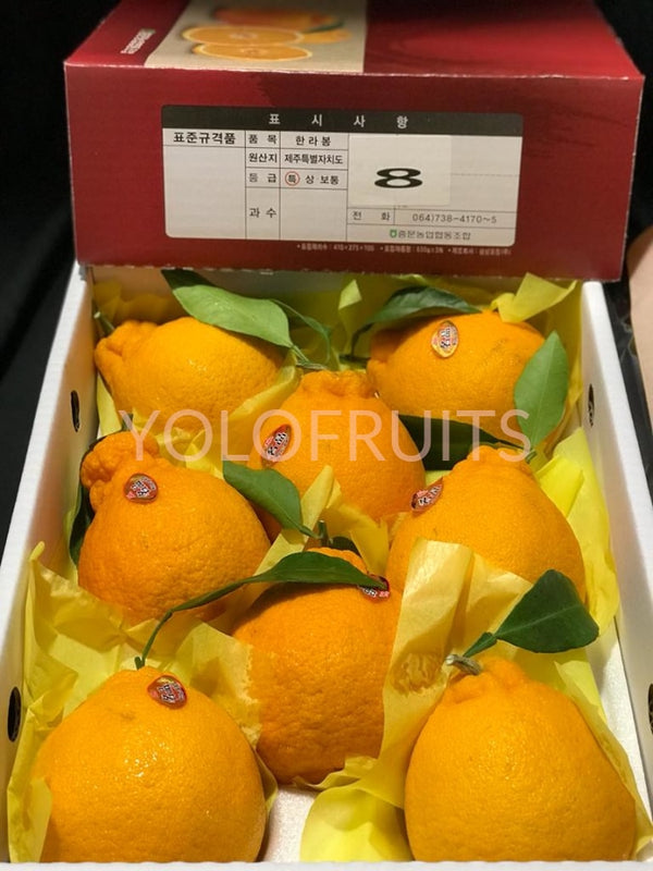 Cny23 Oranges - Korea Jeju Premium Gift Box 3Kg Hallabong