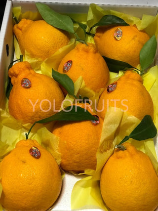 Cny23 Oranges - Korea Jeju Premium Gift Box 3Kg Hallabong