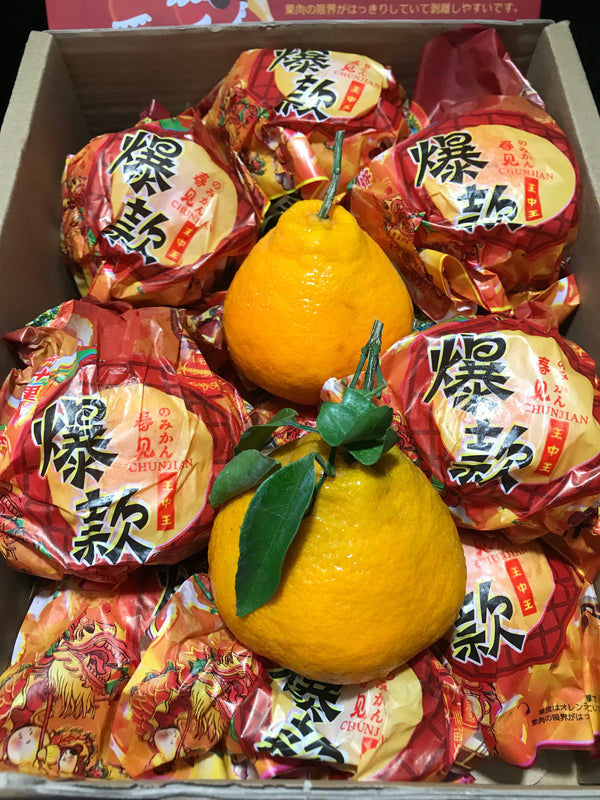 CNY24 Oranges - Lion Dance Chunjian Mandarin Oranges 爆汁春见耙耙柑