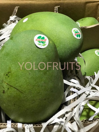 Indonesia Lily Avocado Mango (Per Piece)