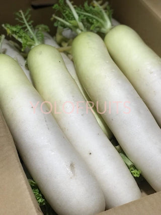 Japan Grade A Radish / Daikon Jumbo (Per Piece)