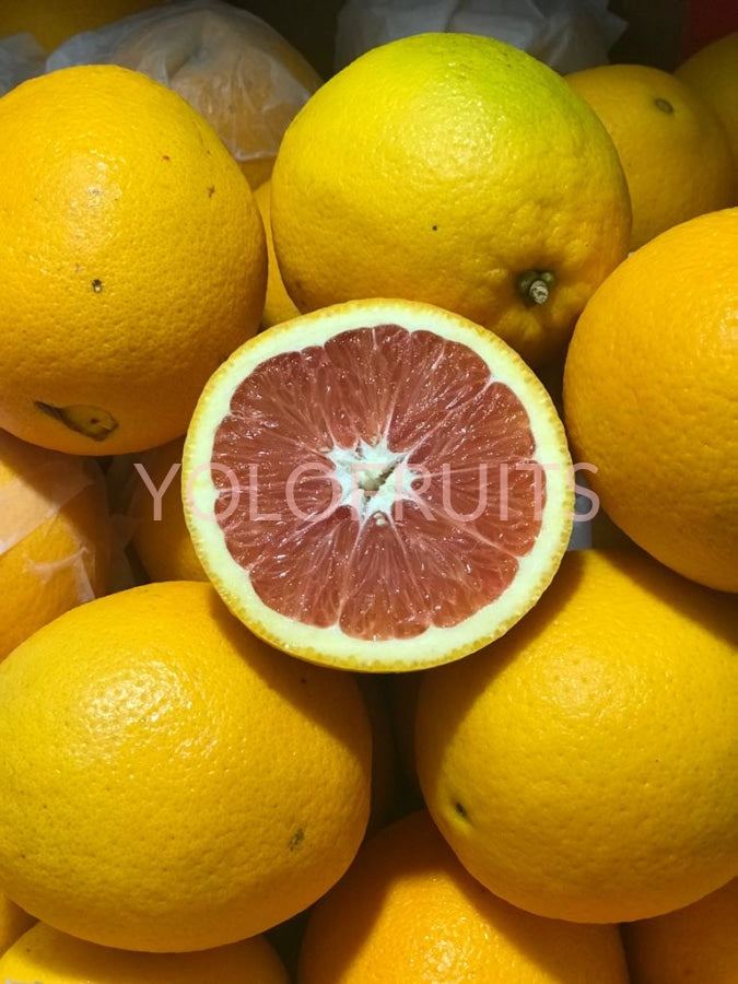 South Africa Cara Cara Oranges (Set of 5) YOLOFRUITS