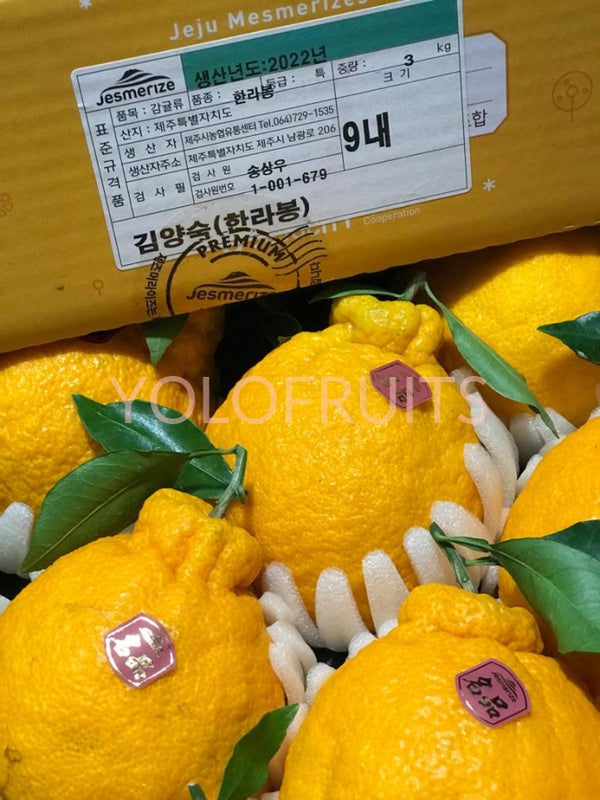 Cny Oranges - Korea Jeju Jesmerize Hallabong Gift Box 3Kg