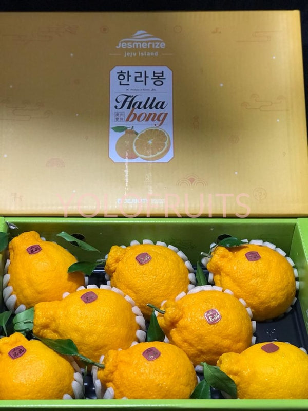 Cny23 Oranges - Korea Jeju Jesmerize Hallabong Gift Box 3Kg