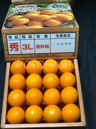 Japan Shizuoka Kontai Kinkans / Kamquats ~250G (10 Pieces)