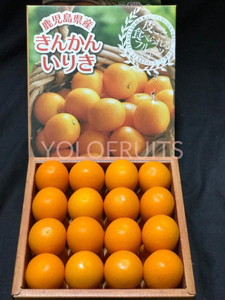 Japan Shizuoka Kontai Kinkans / Kamquats Gift Box ~800G