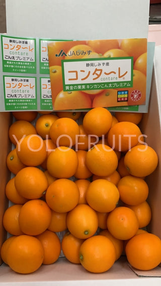 Japan Shizuoka Kontai Kinkans / Kamquats Gift Box ~1Kg