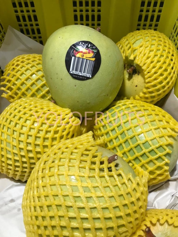 Mango R2 Gold Thailand R2E2 Mango XLarge | YOLOFRUITS